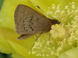 Gisca skipper/Cymaenes gisca