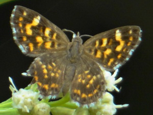 Metalmark/Aricoris signata