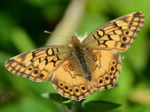 Southern fritillary/Euptoieta hortensia