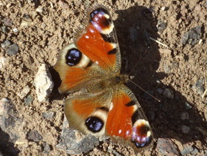 Mariposa Pavo real/Inachis io