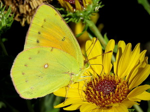 Isoca de la alfalfa/Colias lesbia