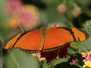 Julia/Dryas iulia