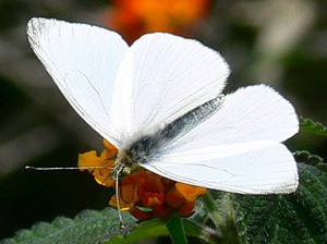 False common white/Teochila maenacte