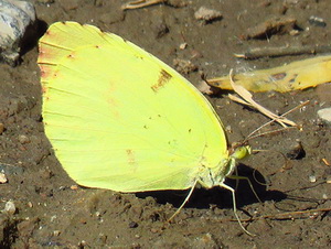 Common yellow/Eurema deva