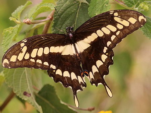 Thoas swallowtail/Heraclides thoas