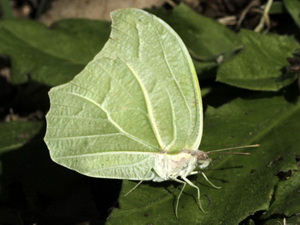 White-angled sulphur/Anteos clorinde