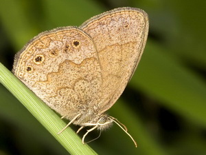 Marrón del pastizal/Ypthimoides celmis