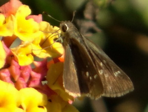 Eufala skipper/Lerodea eufala