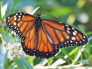 Monarch/Danaus erippus