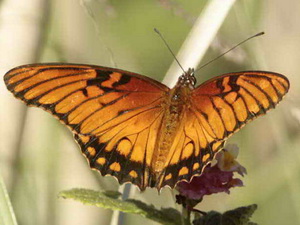 Mexican silverspot/Dione moneta