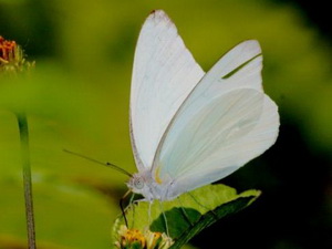 Tropical white/Glutophrissa drusilla