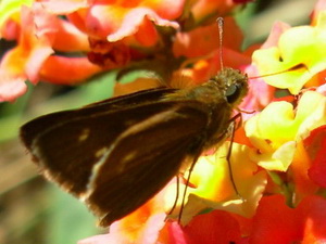 Ethologus skipper/Nastra ethologus