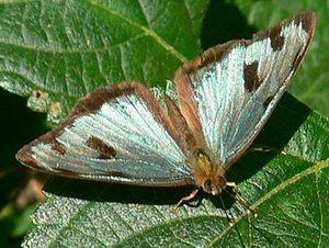 Ninfa verde/Dynamine postverta