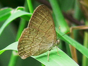 Ocelada doble línea/Parypthimoides poltys