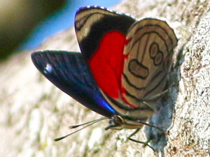 Ochenta chica/Diaethria candrena