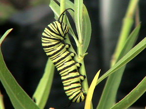 Monarca/Danaus erippus