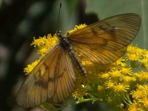 Perezosa aceitada/Actinote mamita