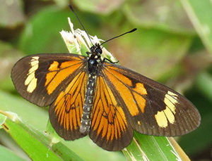 Perezosa común/Actinote pellenea