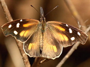 Picuda/Libytheana carinenta