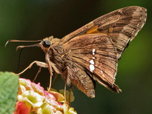 Silverdrop/Epargyreus tmolis