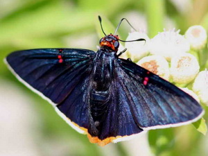 Polibio sangrante/Phocides polybius