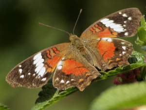 Princesa roja/Anartia amathea