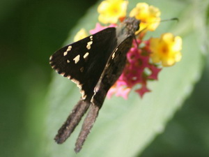 Dorantes longtail/Urbanus dorantes