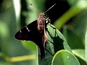 Zagorus longtail/Urbanus zagorus