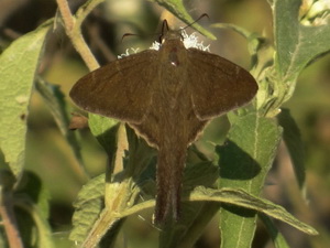 Plain longtail/Urbanus simplicius