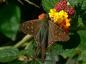 Long-tailed skipper/Urbanus proteus