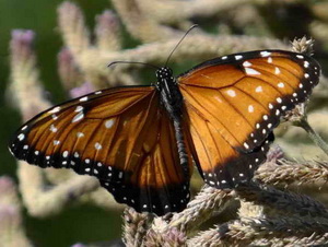 Reina rojiza/Danaus eresimus