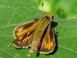 Fiery skipper/Hylephila phyleus