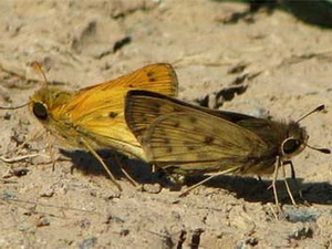 Saltarina parda/Polites vibex