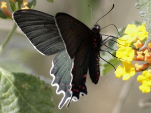 Bunichus cattleheart/Parides bunichus