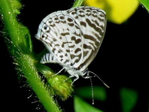 Cassius blue/Leptotes cassius