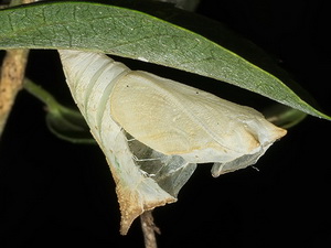 Zafiro común/Doxocopa laurentia