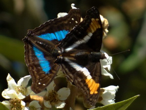 Zafiro común/Doxocopa laurentia