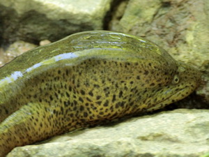 Anguila criolla