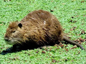 Coypu