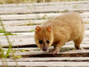 Thick-tailed Opossum