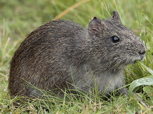 Pampas cavy