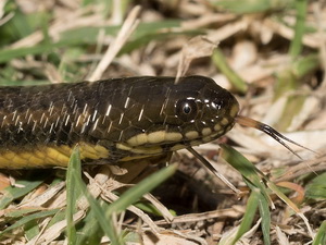 Colubroidean snake