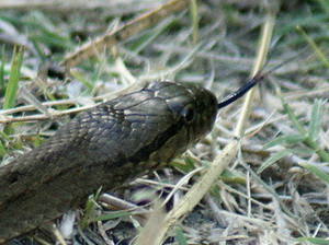 Tree Coastal Housesnake