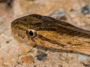 Keeled sepia snake