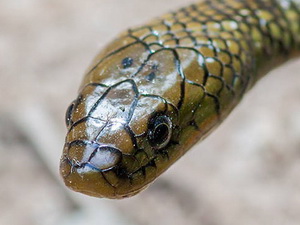 Culebra parda