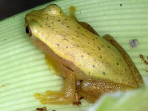 Dwarf tree frog/Dendropsophus sp.