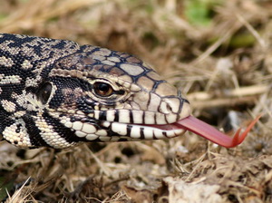 Black-and-white Tegu Lizard