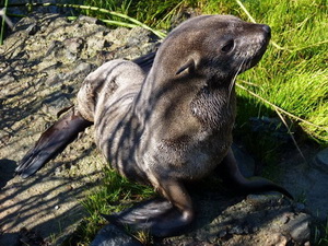 Lobo marino de dos pelos