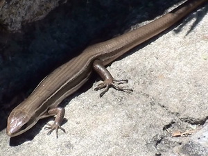 Lagartija de las cortaderas