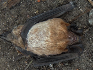 Peters's Mastiff Bat